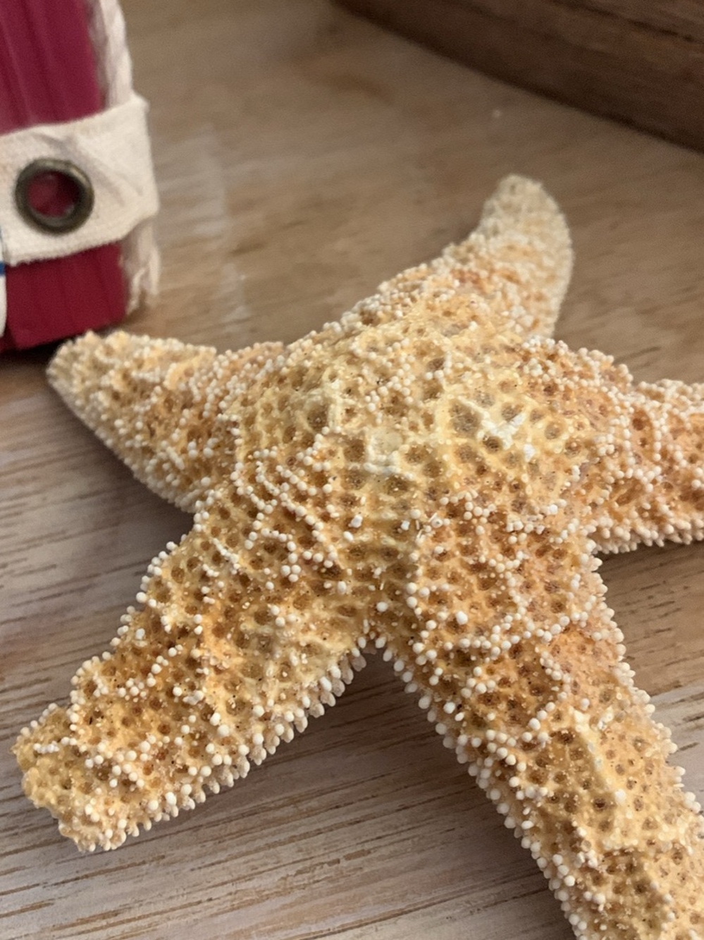 Decorative Natural Starfish - Coastal Accent in Cream and Tan